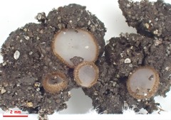 Trichophaea woolhopeia