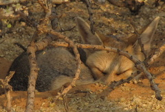 Vulpes chama