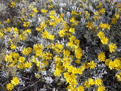 Berkheya cuneata