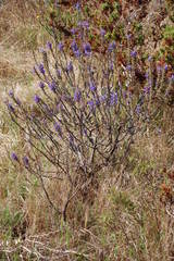 Lobostemon argenteus