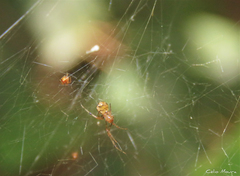 Nihonhimea tesselata