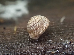 Strobilops