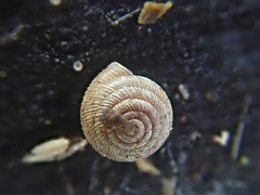 Strobilops