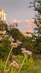 Conoclinium dissectum