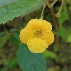Achimenes flava