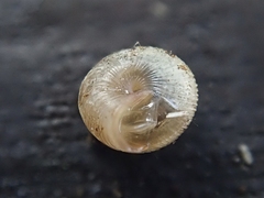 Strobilops