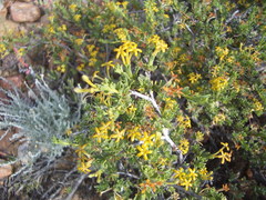 Lasiosiphon deserticola