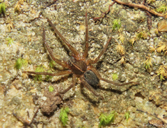 Ctenidae