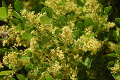 Searsia laevigata laevigata