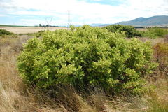 Searsia laevigata laevigata