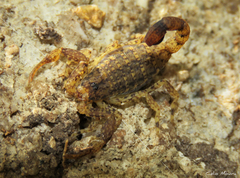 Tityus maranhensis