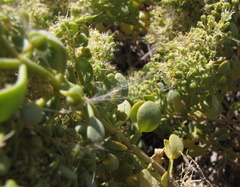 Tetraena decumbens image