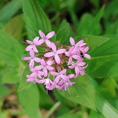 Crusea hispida