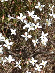 Lachnaea uniflora