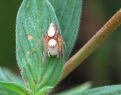 Oxyopes niveosigillatus