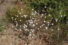Lachnaea uniflora