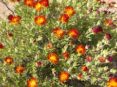 Drosanthemum bicolor