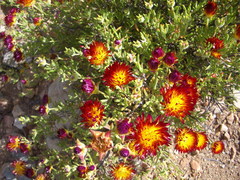 Drosanthemum bicolor