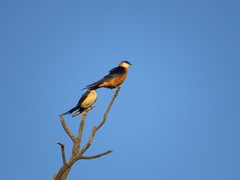 Cecropis senegalensis