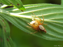 Oxyopes niveosigillatus