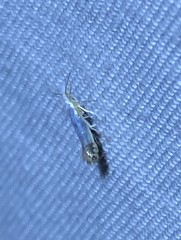 Argyresthia apicimaculella