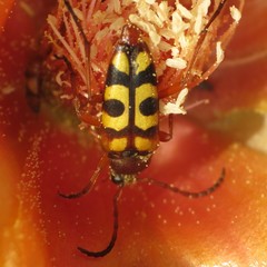Typocerus sinuatus