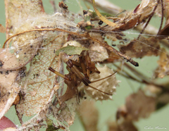 Latrodectus geometricus