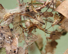 Latrodectus geometricus