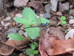 Epigomphus subobtusus