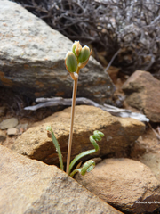 Albuca spiralis