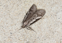 Philobota acropola