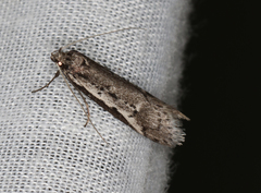Philobota acropola