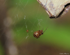 Nihonhimea tesselata
