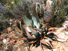 Aloe comptonii