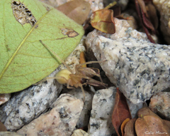 Cheiracanthium inclusum