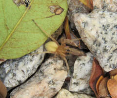 Cheiracanthium inclusum