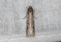 Philobota acropola