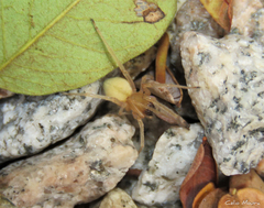 Cheiracanthium inclusum