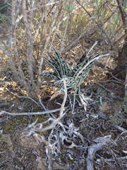 Gonialoe variegata