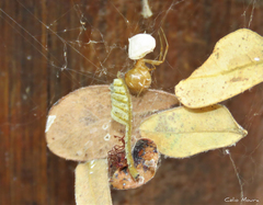 Nihonhimea tesselata