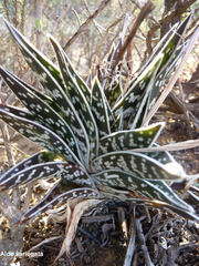 Gonialoe variegata