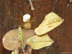 Nihonhimea tesselata