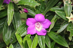 Meriania speciosa