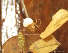 Nihonhimea tesselata