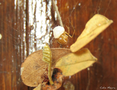 Nihonhimea tesselata