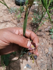 Tigridia amatlanensis
