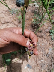 Tigridia amatlanensis