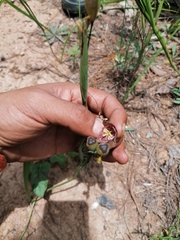 Tigridia amatlanensis