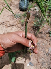 Tigridia amatlanensis