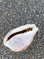 Erronea subviridis